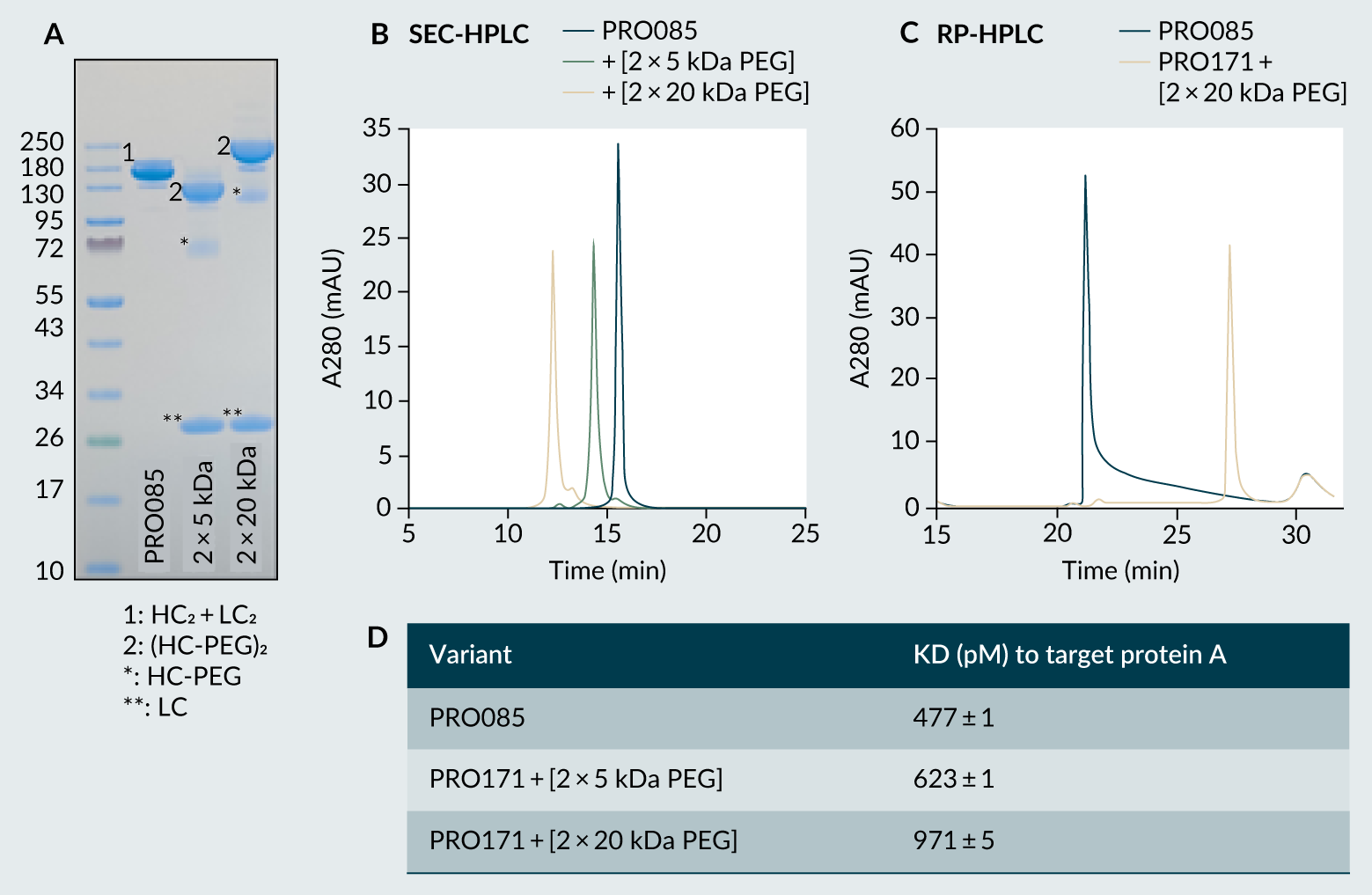 Characterization of PRO085, PRO171 + [2 × 5 kDa PEG], and PRO171 + [2 × 20 kDa PEG] by (A) SDS-PAGE, (B) SEC-HPLC, (C) RP-HPLC, and (D) SPR. 